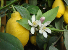 citron