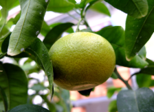 pamplemousse