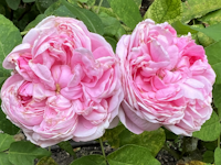 rosier