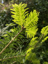 sapin pectine
