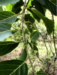 ylang-ylang